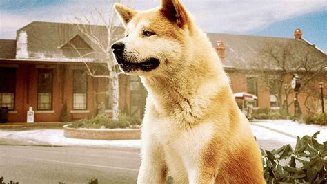 hachi: a dog's tale netflix|hachi a dog's tale review.